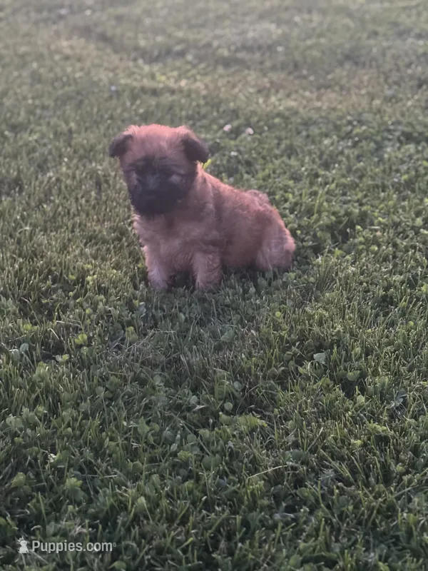 Janie – Soft Coated Wheaten Terrier puppy for sale in Bedford, IN