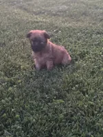 Janie, a female Soft Coated Wheaten Terrier for sale in Bedford, IN – 1 of 2