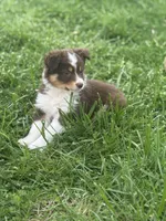Maggie , a female Australian Shepherd for sale in Bedford, IN – Photo 2 of 2