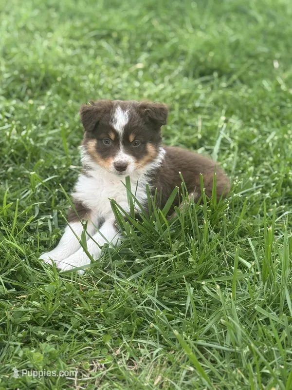 Maggie  – Australian Shepherd puppy for sale in Bedford, IN