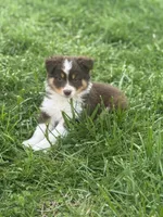 Maggie , a female Australian Shepherd for sale in Bedford, IN – Photo 1 of 2