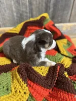 Lettie, a female Australian Shepherd for sale in Bedford, IN – 3 of 3