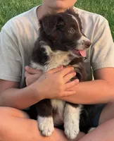 Fernando, a male Australian Shepherd for sale in Bedford, IN – Photo 1 of 3