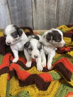 Waylon, a male Australian Shepherd for sale in Bedford, IN – 4 of 5