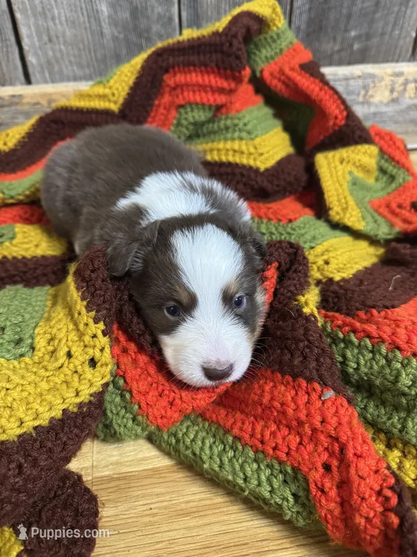 Lettie – Australian Shepherd puppy for sale in Bedford, IN