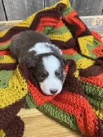 Lettie, a female Australian Shepherd for sale in Bedford, IN – 2 of 3