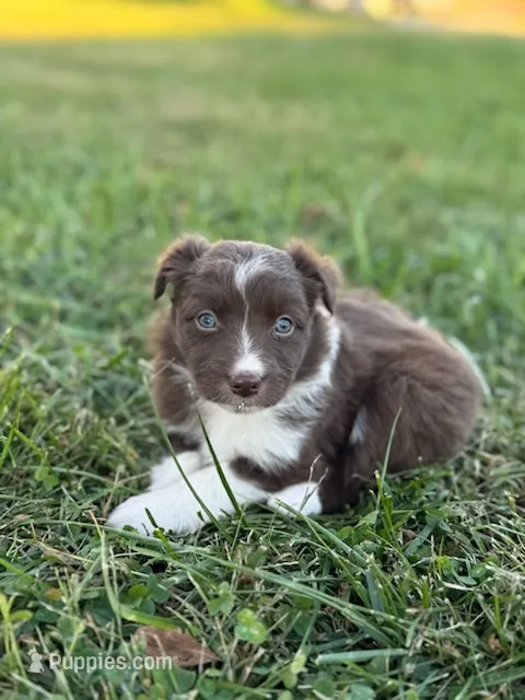 Dixie – Australian Shepherd puppy for sale in Bedford, IN