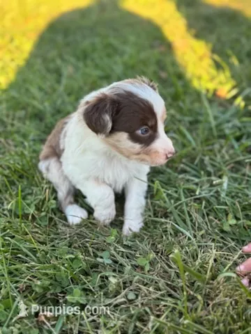  Merle – Australian Shepherd puppy for sale in Bedford, IN