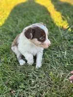  Merle, a male Australian Shepherd for sale in Bedford, IN – 1 of 4