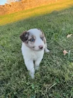 Waylon, a male Australian Shepherd for sale in Bedford, IN – 2 of 5