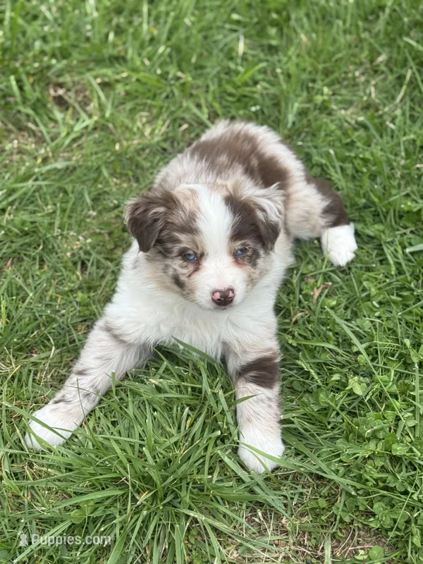 Sadie – Australian Shepherd puppy for sale in Bedford, IN