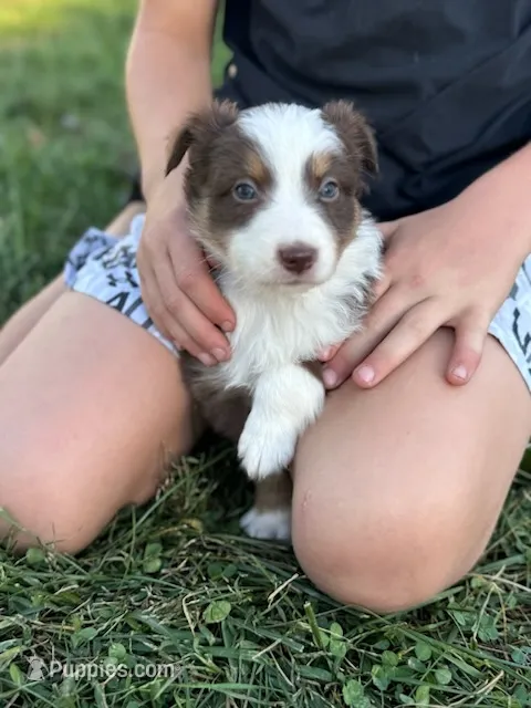 Lettie – Australian Shepherd puppy for sale in Bedford, IN