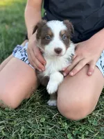 Lettie, a female Australian Shepherd for sale in Bedford, IN – 1 of 3