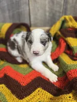 Waylon, a male Australian Shepherd for sale in Bedford, IN – 5 of 5