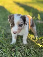  Merle, a male Australian Shepherd for sale in Bedford, IN – 3 of 4