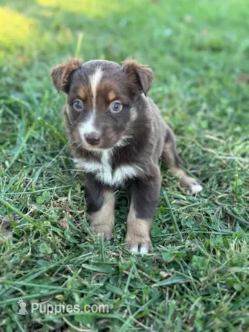 Dolly – Australian Shepherd puppy for sale in Bedford, IN