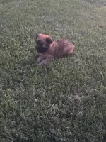 Janie, a female Soft Coated Wheaten Terrier for sale in Bedford, IN – 2 of 2