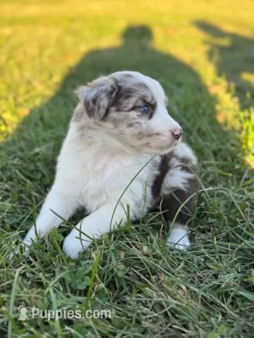 Willie – Australian Shepherd puppy for sale in Bedford, IN