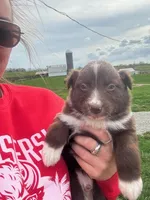 Spot, a male Australian Shepherd for sale in Bedford, IN – Photo 1 of 5
