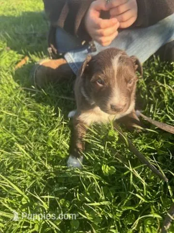Spot – Australian Shepherd puppy for sale in Bedford, IN
