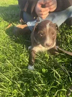 Spot, a male Australian Shepherd for sale in Bedford, IN – Photo 1 of 4