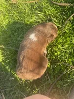 Spot, a male Australian Shepherd for sale in Bedford, IN – Photo 2 of 4