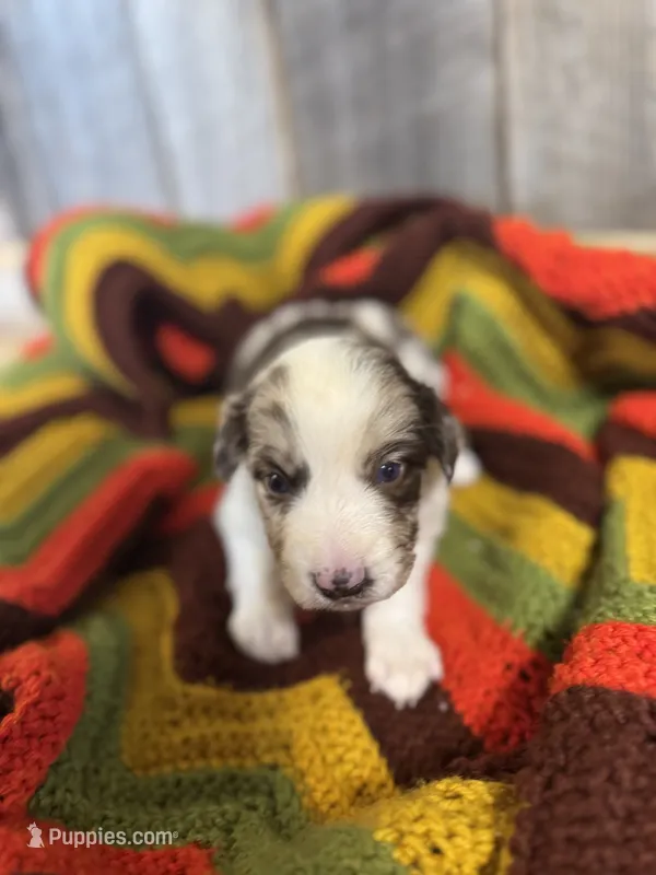 Willie – Australian Shepherd puppy for sale in Bedford, IN