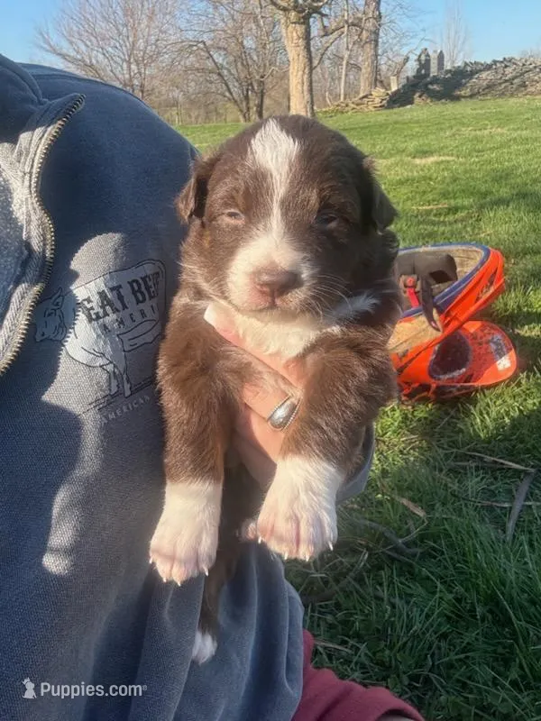 Collie – Australian Shepherd puppy for sale in Bedford, IN