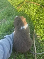 Collie, a male Australian Shepherd for sale in Bedford, IN – Photo 2 of 4
