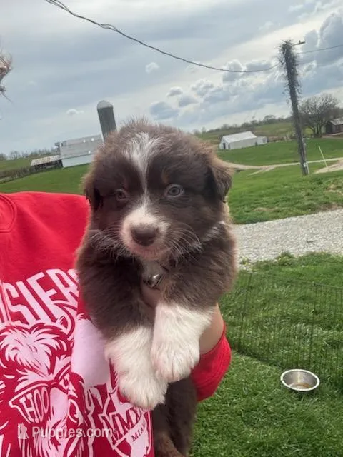 Collie – Australian Shepherd puppy for sale in Bedford, IN