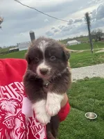 Collie, a male Australian Shepherd for sale in Bedford, IN – Photo 1 of 5