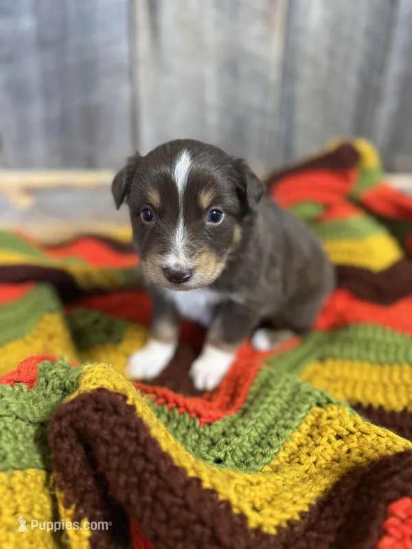 Hank – Australian Shepherd puppy for sale in Bedford, IN