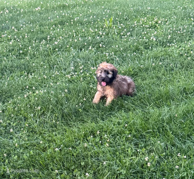 Cooper – Soft Coated Wheaten Terrier puppy for sale in Bedford, IN