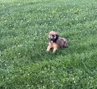 Cooper, a male Soft Coated Wheaten Terrier for sale in Bedford, IN – 1 of 1