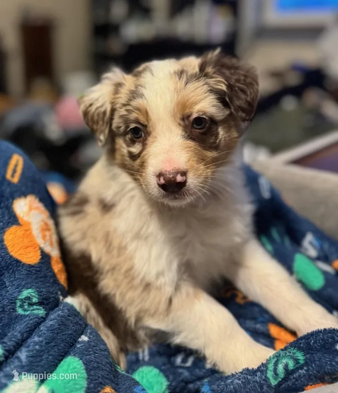 Molly – Australian Shepherd puppy for sale in Bedford, IN