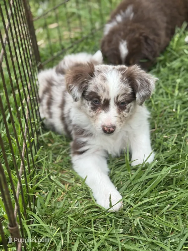 Molly – Australian Shepherd puppy for sale in Bedford, IN