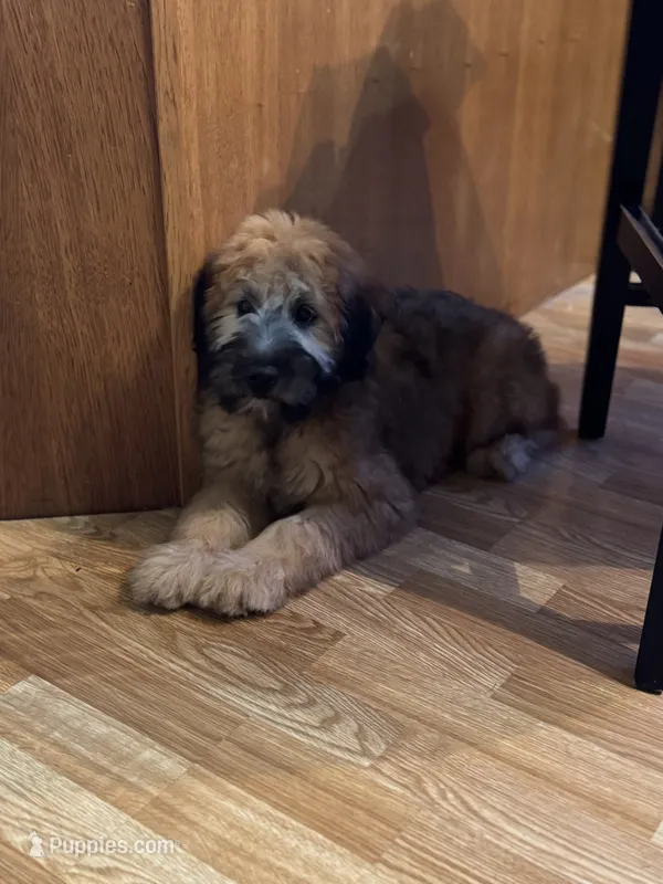 Janie – Soft Coated Wheaten Terrier puppy for sale in Bedford, IN