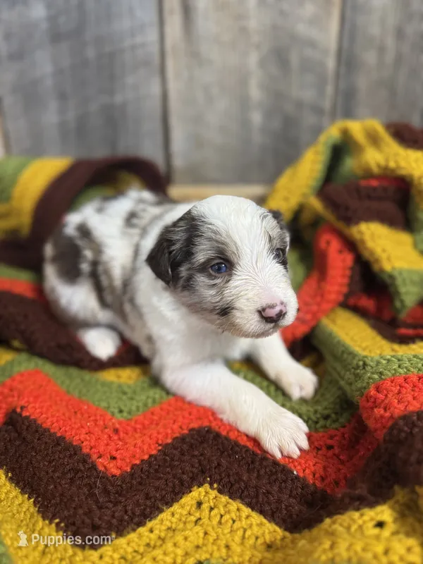 Waylon – Australian Shepherd puppy for sale in Bedford, IN