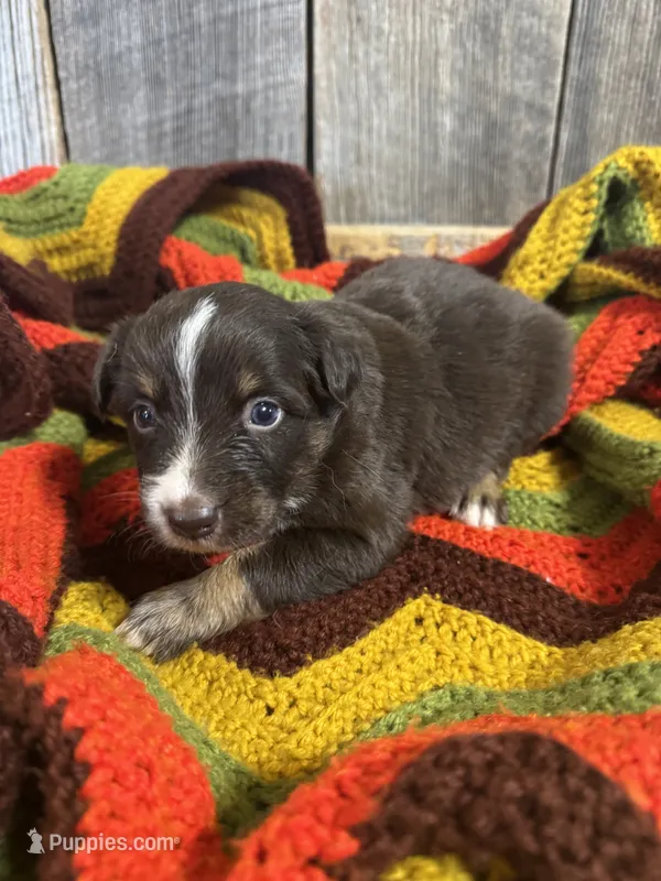 Dolly – Australian Shepherd puppy for sale in Bedford, IN