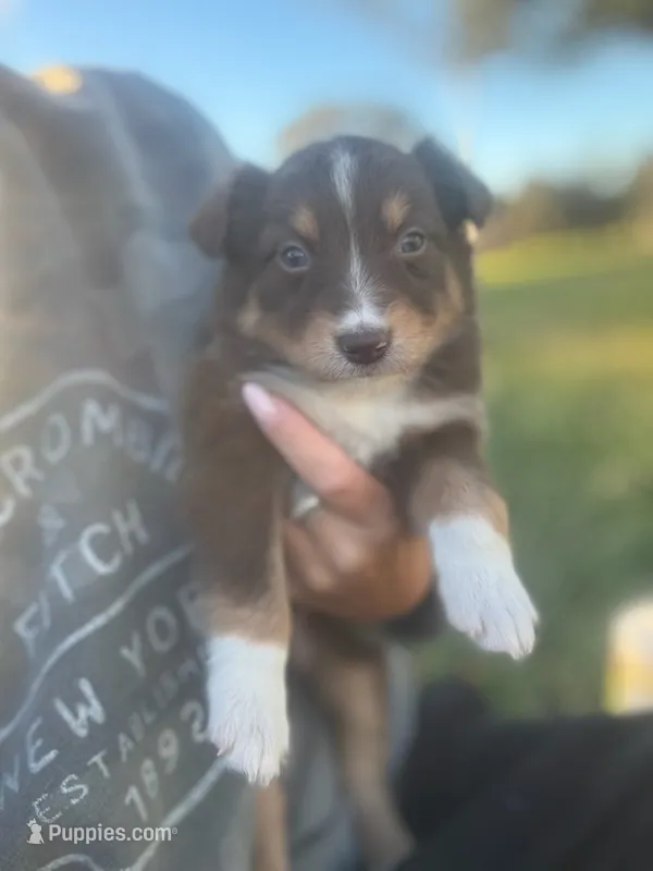 Hank – Australian Shepherd puppy for sale in Bedford, IN