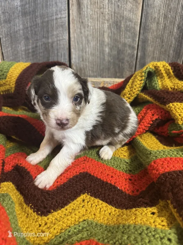  Merle – Australian Shepherd puppy for sale in Bedford, IN