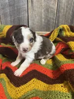  Merle, a male Australian Shepherd for sale in Bedford, IN – 2 of 4