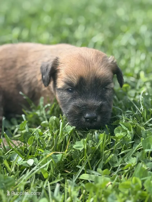 Cooper – Soft Coated Wheaten Terrier puppy for sale in Bedford, IN