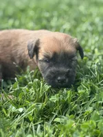 Cooper, a male Soft Coated Wheaten Terrier for sale in Bedford, IN – 1 of 1