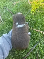 Fernando, a male Australian Shepherd for sale in Bedford, IN – Photo 2 of 4