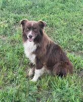 Fernando, a male Australian Shepherd for sale in Bedford, IN – Photo 4 of 4