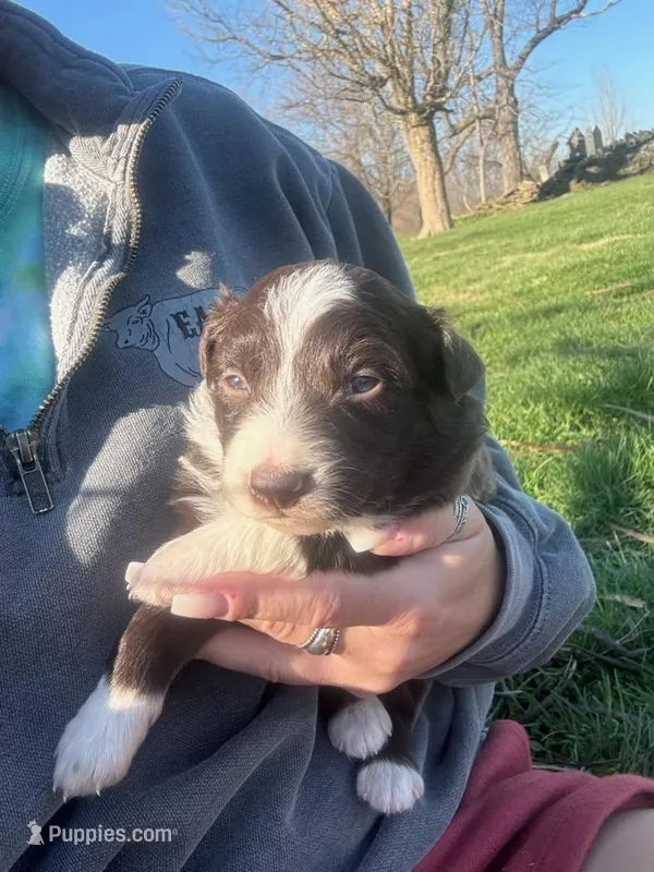 Fernando – Australian Shepherd puppy for sale in Bedford, IN