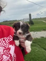 Fernando, a male Australian Shepherd for sale in Bedford, IN – Photo 1 of 5