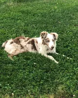 Fernando, a male Australian Shepherd for sale in Bedford, IN – Photo 3 of 4