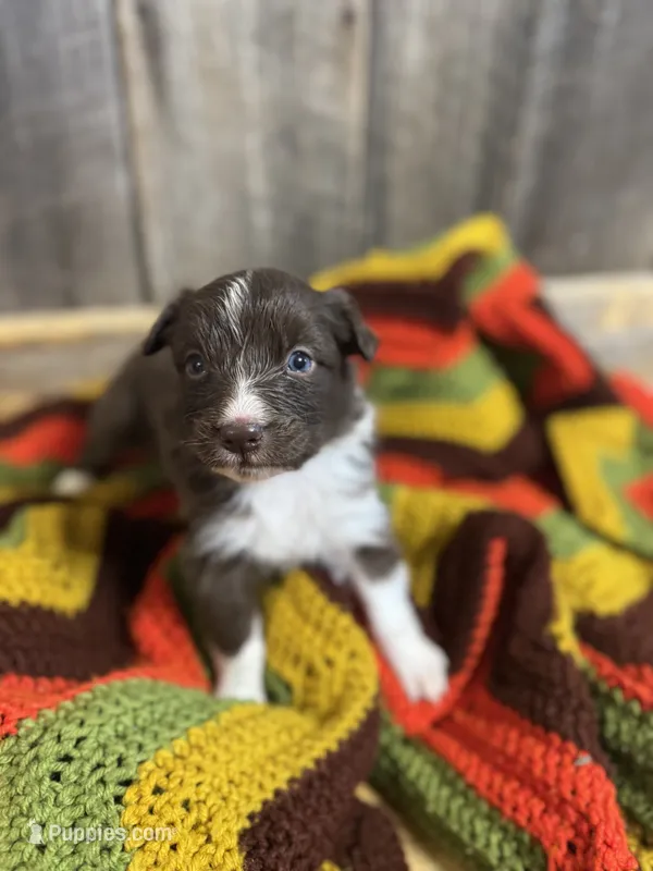Dixie – Australian Shepherd puppy for sale in Bedford, IN